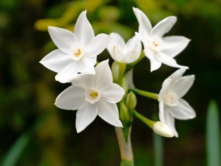 نحوه نگهداری و پرورش نرگس کاغذی سفید